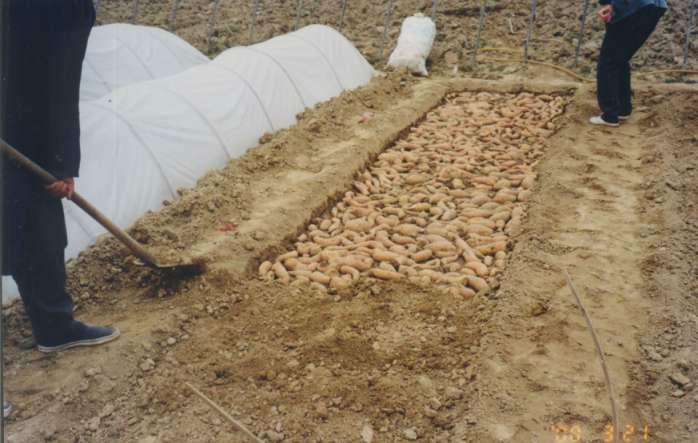 供应高产红薯哥种子