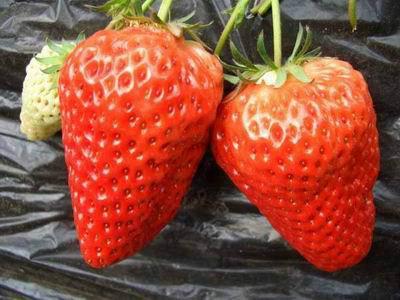 海南草莓种苗批发