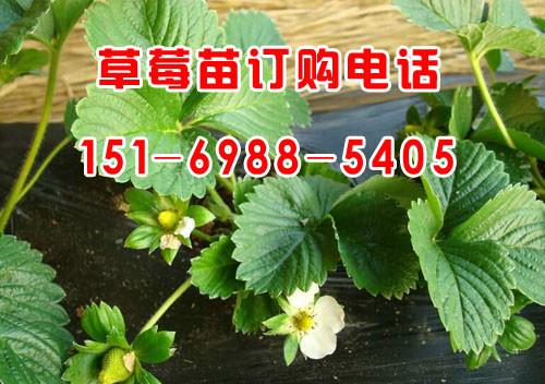 供应山东草莓苗批发价格，山东草莓苗新品种，泰安聚信苗木图片