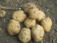 供应用于蔬菜及产品深的批发供应黑龙江马铃薯种子菜豆