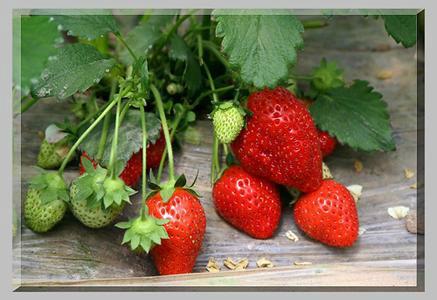 供应丹东草莓种植基地，丹东草莓种植元，丹东草莓批发市场图片