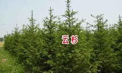 青岛绿化苗木山东最大的云杉繁育批发