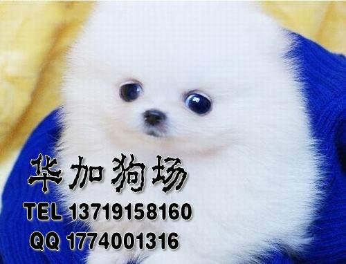 供应广州哪里有卖博美犬小型宠物狗(广州哪里有卖博美犬小型宠物狗