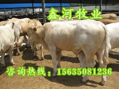忻州市夏洛莱牛养殖技术育肥牛价格肉牛厂家