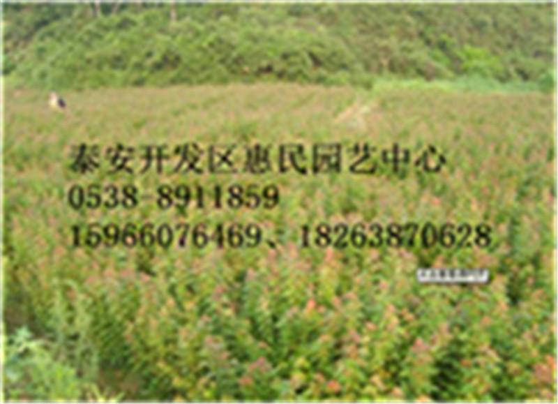 供应五角枫当年小苗  0.5-3公分五角枫种植基地图片