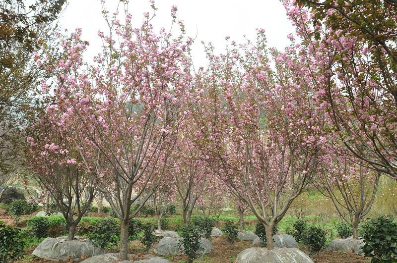 重庆花卉苗木基地出售樱花图片|重庆花卉苗木