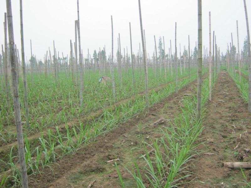 供应甘蔗种甘蔗植技术，高产甘蔗，