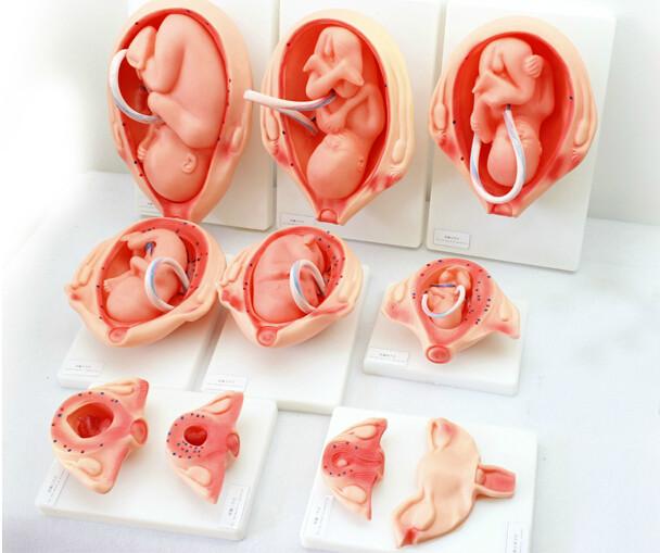 供应胎儿妊娠发育过程