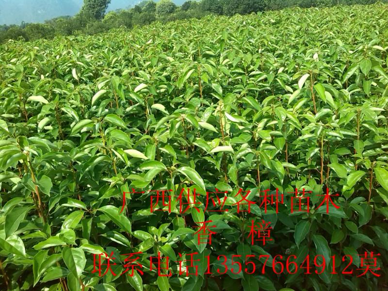广西桂林优质香樟苗批发