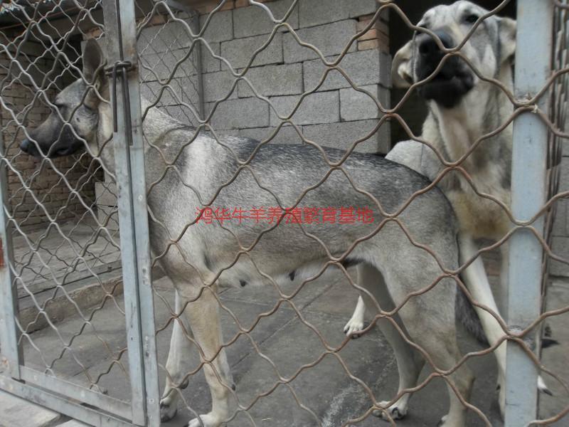 济宁市成年中华狼青犬的价格厂家供应成年中华狼青犬的价格