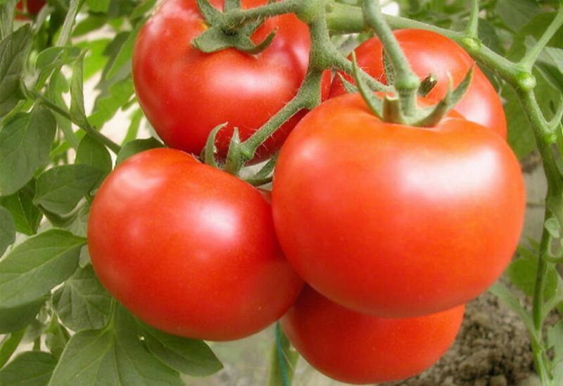 聊城市西红柿厂家供应西红柿