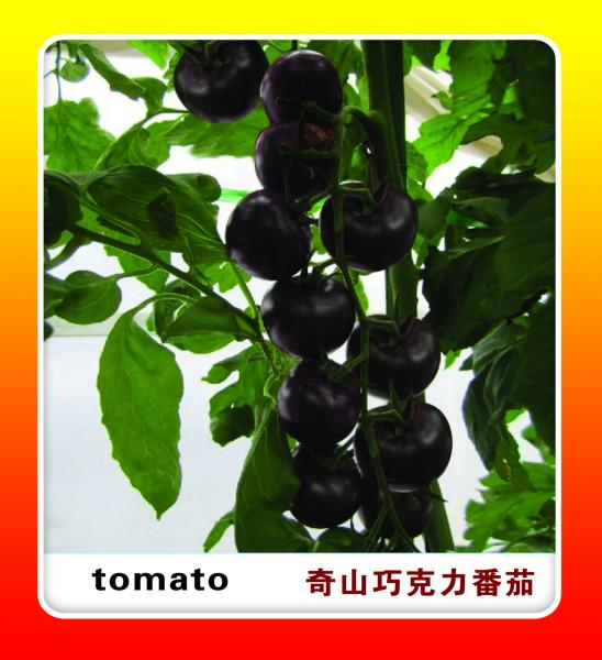 内江市高档粉果番茄新品种厂家