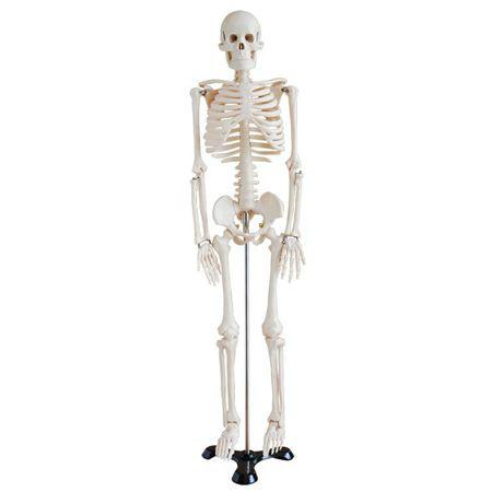 供应人体骨骼模型85cm