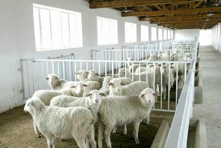 济宁市肉羊养殖行情厂家供应肉羊养殖行情-我想养羊