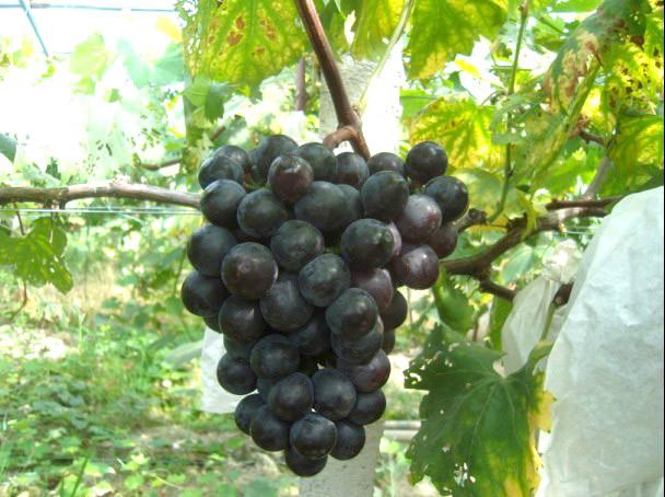 供应黑色甜菜葡萄苗北方南方种植葡萄种苗山东新品种果树苗图片