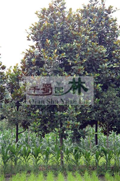 供应广玉兰行道树工程苗木图片