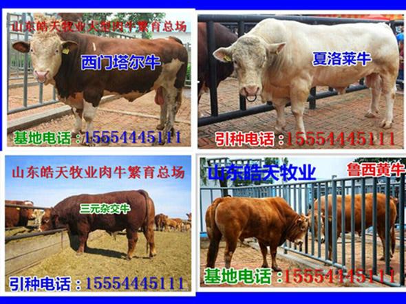 供应皓天牧业公布最新西门塔尔牛价格图片
