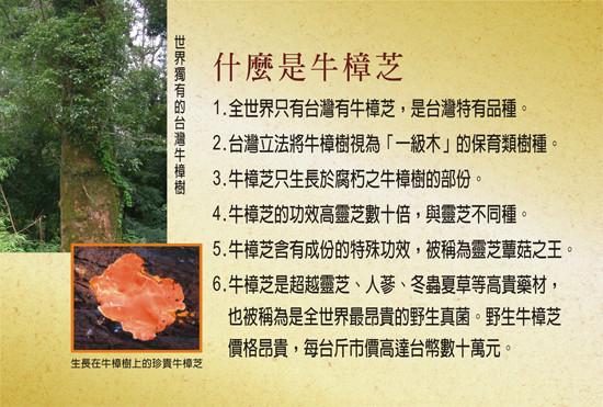 供应用于调整机体的牛樟芝酵素原粉，台湾酵素原料供应贴牌图片