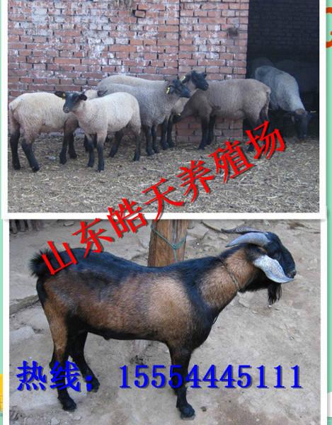 济宁市青山羊价格厂家供应山东纯种青山羊价格，幼苗批发