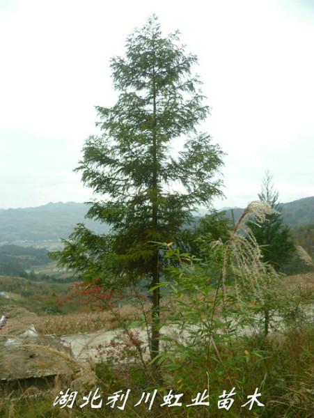 米径8cm柳杉树供应米径8cm柳杉树苗2000棵