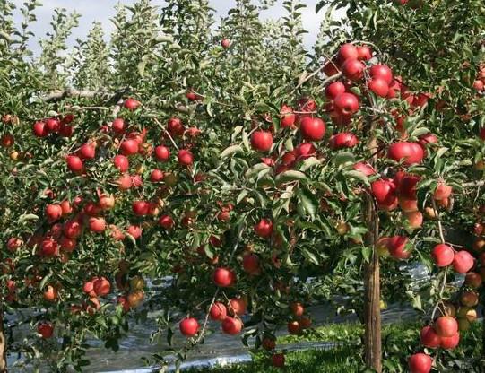 临沂市苹果苗-神富一号苹果苗厂家供应苹果苗-神富一号苹果苗-红将军苹果苗-富士王苹果苗-----