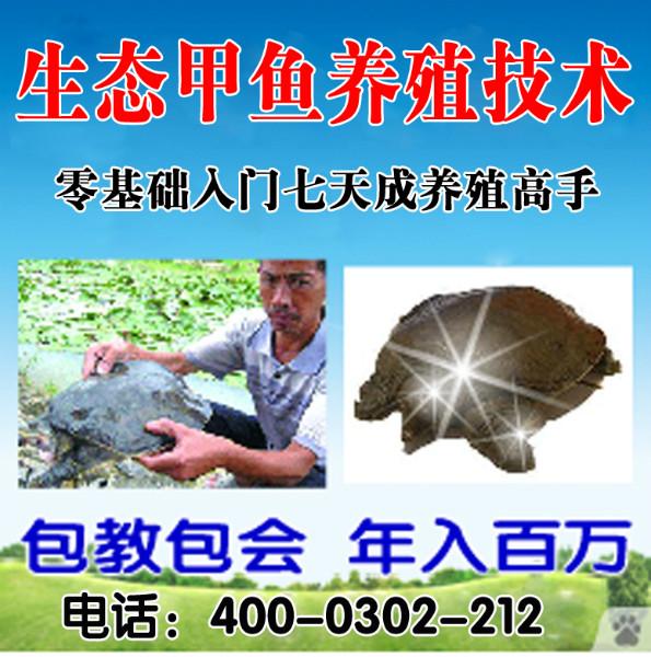 泥鳅养殖技术销售