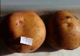 供应北京一点红土豆种子/土豆种子厂家/土豆种子价格