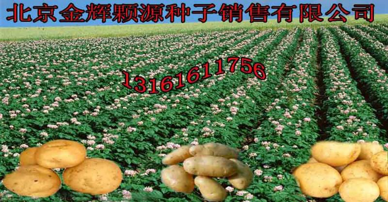 供应康音贝尔土豆种子/2015年中原最高产土豆种图片