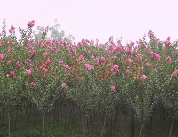 供应优质大叶垂榆紫薇苗大量供应
