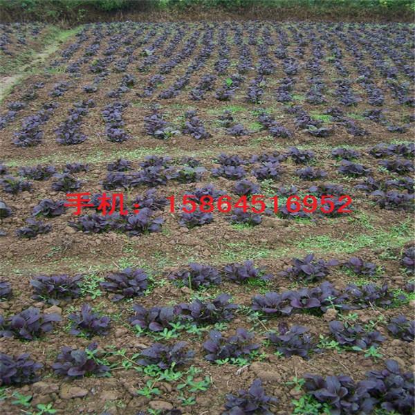 济南市紫油菜种子厂家