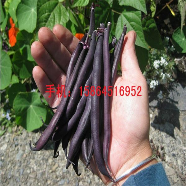紫芸豆种子供应紫芸豆种子 四季豆 紫色架豆 乌金一号 特蔬瓜果