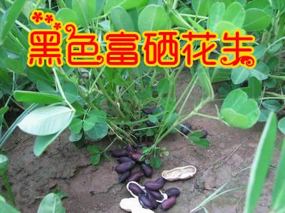 供应黑花生种子 黑花生米 可以做种子黑花生 花生新产品