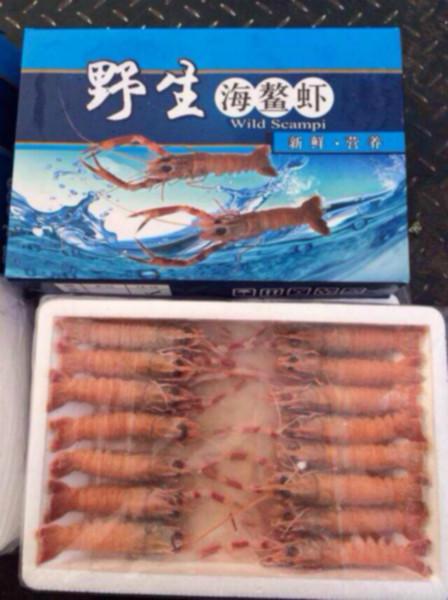 供应进口印尼野生海鳌虾