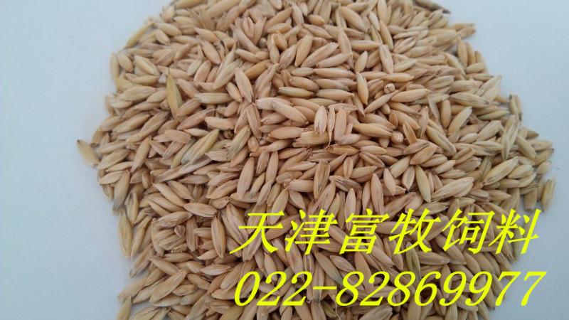 供应大麦厂家生产，大米供应厂家批发，大麦用途