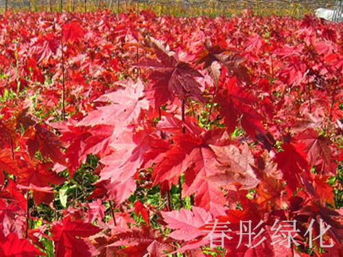 供应生命力旺盛的四季红点红枫