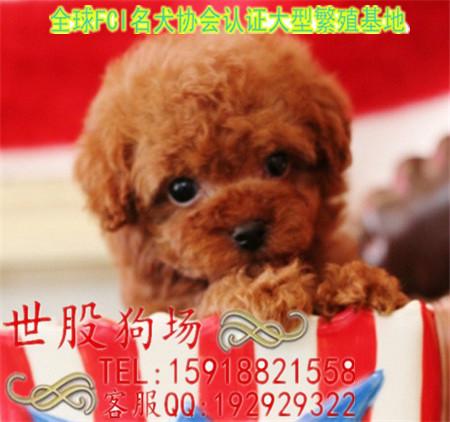 供应广州狗场广州玩具贵宾犬价格 广州哪里有卖贵宾