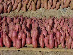 供应红皮薯苗种植基地 红皮薯批发 红皮薯价格 红皮薯苗种批发