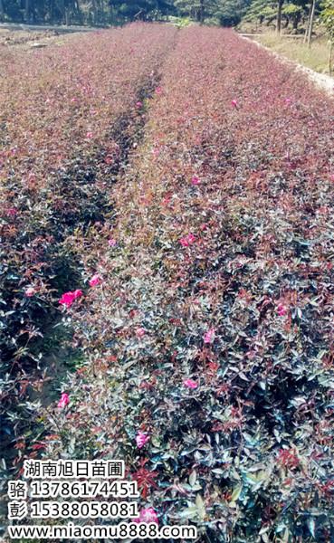 长沙市湖南大小月季玫瑰小苗价格厂家