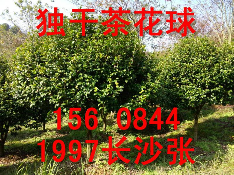 供应专业生产茶花球