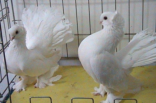 供应纯种白凤尾鸽的最新价格养殖技术