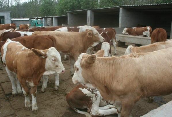 山西朔州有卖西门塔尔牛的