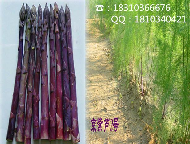 供应紫色芦笋种子/紫色芦笋种子的价格图片