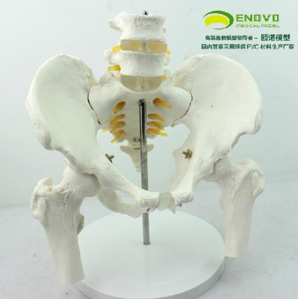 供应骨盆附两节腰椎