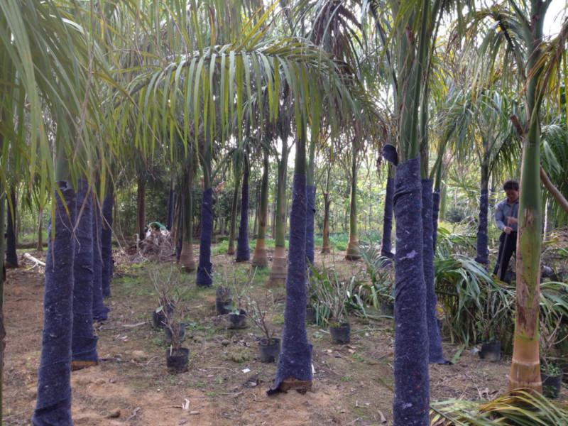 供应大王椰子树，哪里有大王椰子树，大王椰子树价格，大王椰子树种植基地，大王椰子树多少钱一棵