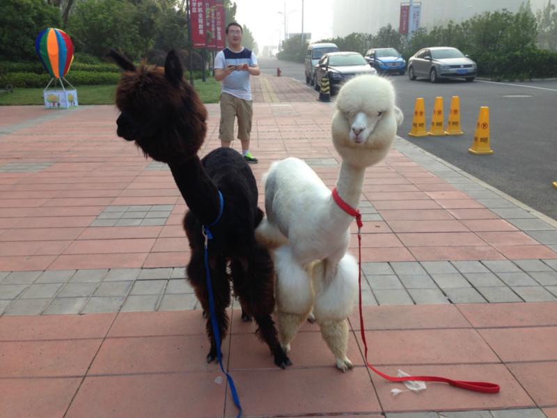 供应出租羊驼，哪里有羊驼出租，上海哪里有羊驼展示，上海租羊驼