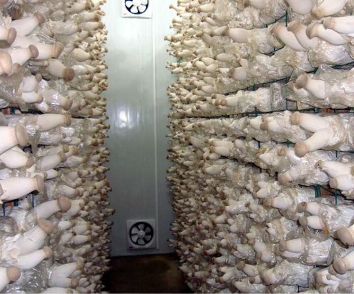 供应蘑菇冷库