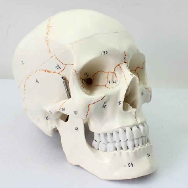 供应ENOVO正品 11医用高端人体头骨模型头颅骨模型标本