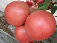供应巨粉宝石番茄/大西红柿种子/大粉果番茄种子图片