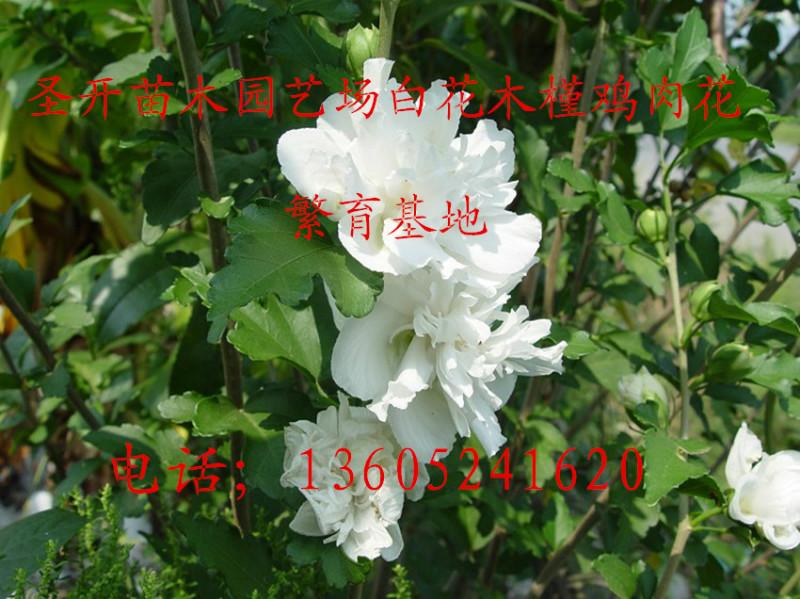 供应白花木槿鸡肉花1-2米高苗图片