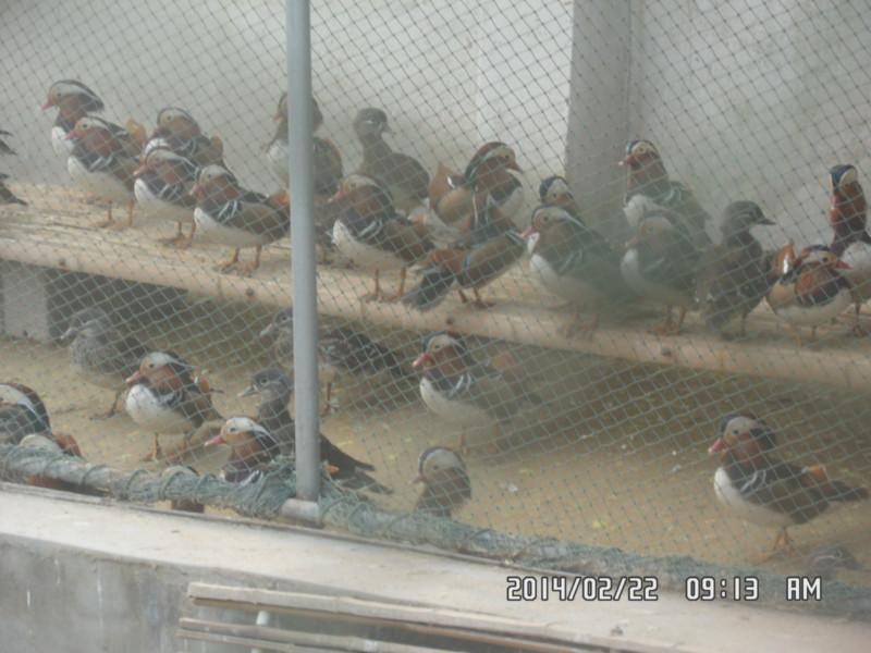 供应鸳鸯鸭，观赏活体鸳鸯养殖场，有没有卖鸳鸯的鸳鸯养殖场图片